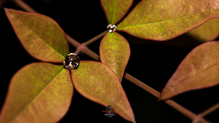 Raindrops being held in the center of Nandina leaves.