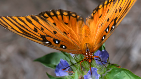 Fritillary Butterfly.