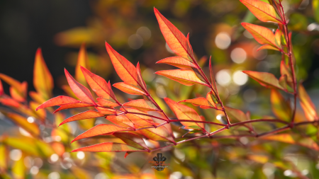 Raindrops large and small, captured in stunning clarity on the colorful leaves of the Nandina plant.