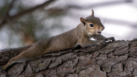 A squirrel rests on a log and appears to enjoy being photographed.