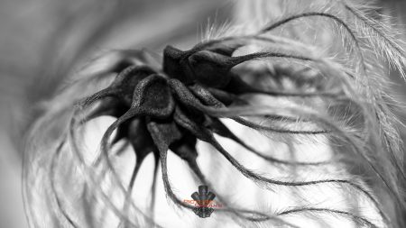Clematis seed pod depicted as if it's a jelly fish.