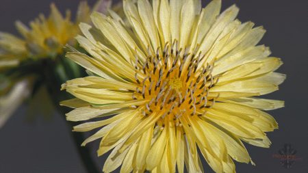 A dandelion flower. Yellow and glamorous.
